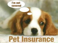[pet insurance]